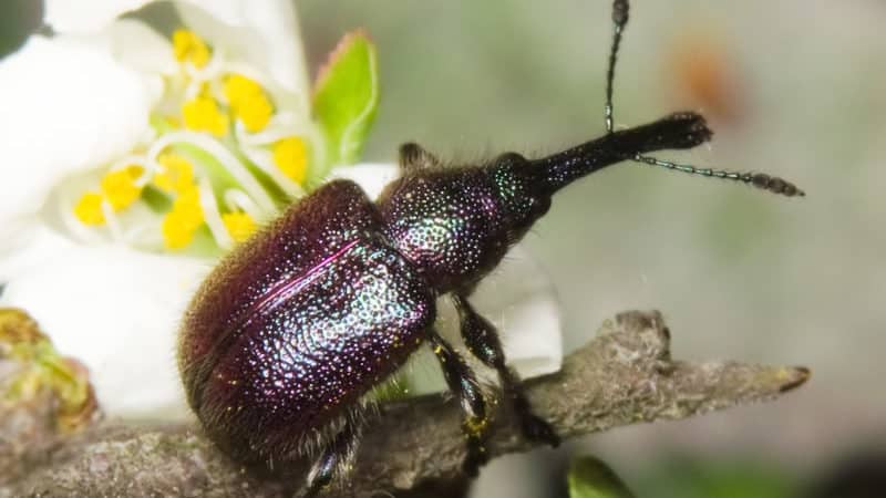 Wie und was man Apfelbäume im Sommer gegen Schädlinge besprüht