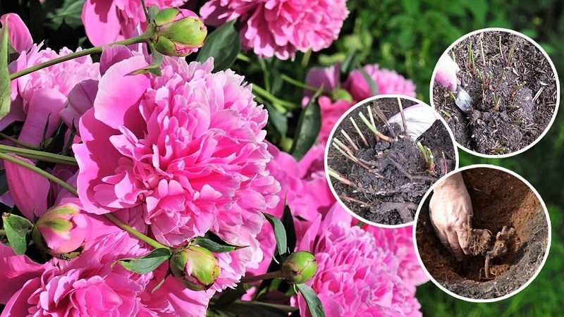 When is it necessary to transplant peonies to another place in the summer and how to do it correctly