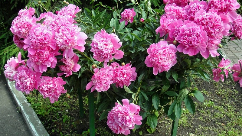 Kailan kinakailangan na maglipat ng mga peonies sa ibang lugar sa tag-araw at kung paano ito gagawin nang tama