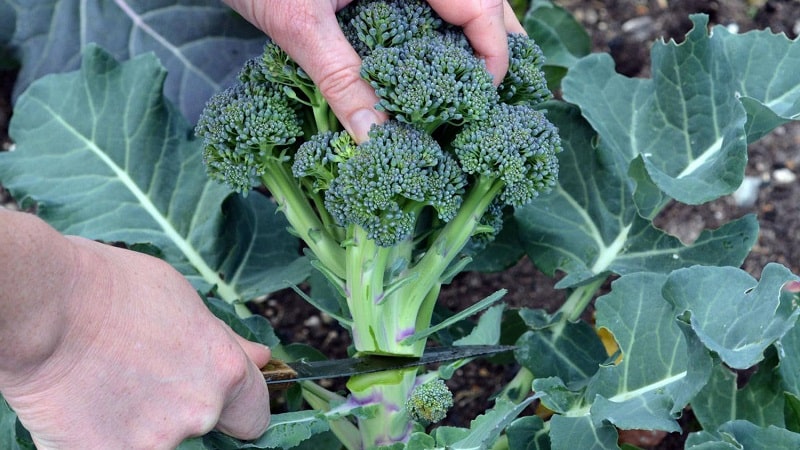 Hvornår skal man høste og hvordan man opbevarer broccoli