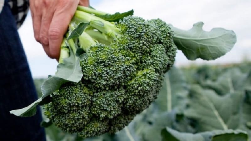 Hvornår skal man høste og hvordan man opbevarer broccoli