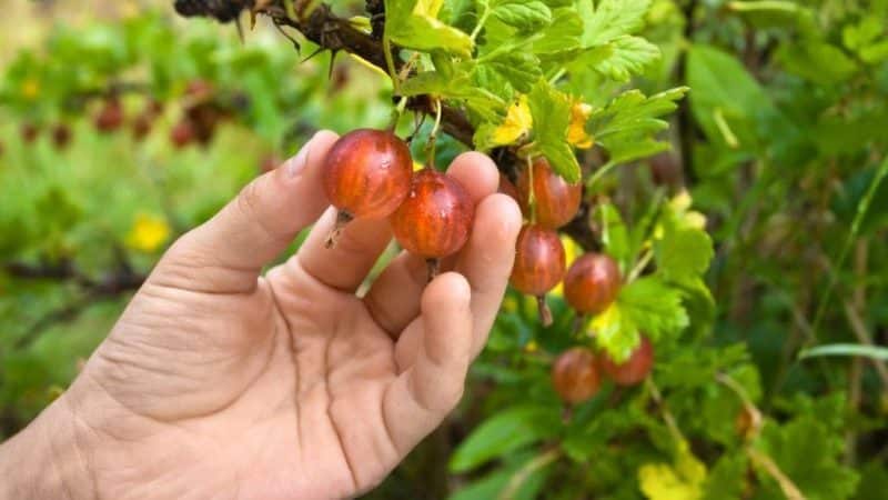 Como lidar com a mariposa groselha durante o amadurecimento dos frutos e outros períodos