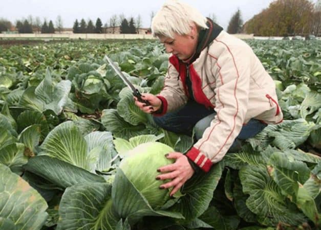 Mid-season resistant cabbage hybrid Gloria f1