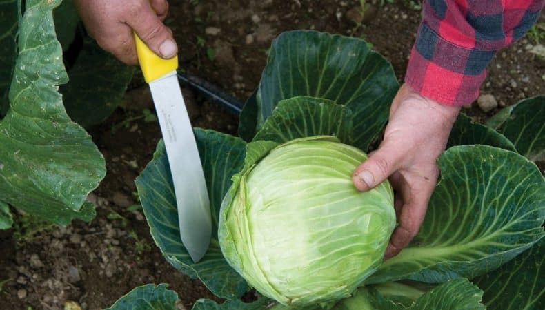 Turşu için lahana kesmenin en iyi zamanı ne zaman?