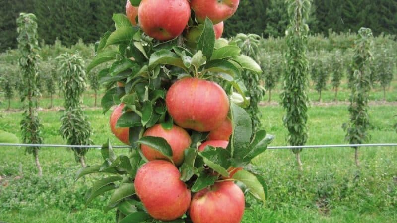 Step-by-step instructions for cutting an apple tree in the summer for beginners