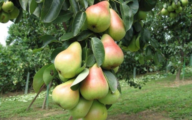 How to carry out pear cuttings in summer: step-by-step instructions and useful tips