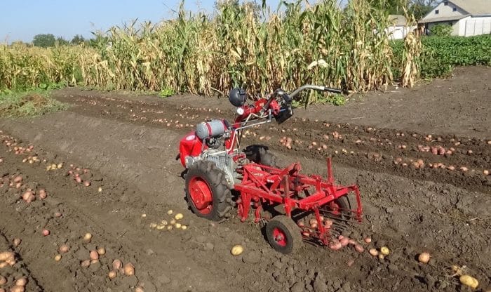 Hur man gräver potatis med en bakomgående traktor