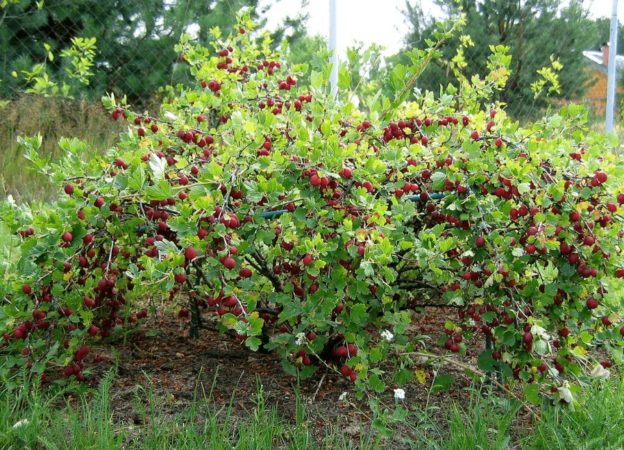 Compatibilità dell'uva spina con ribes e altre colture in giardino