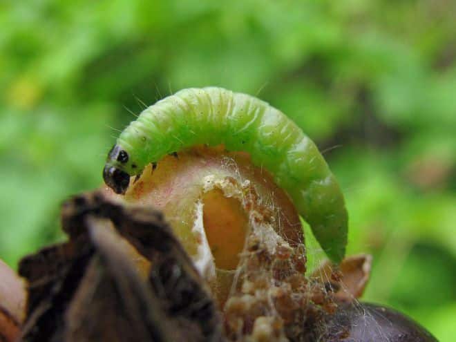 Sino ang kumakain ng mga gooseberry at kung paano haharapin ang mga peste