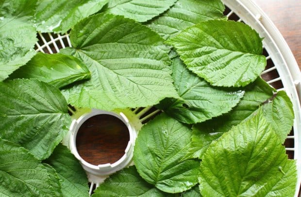 Medicinal properties and contraindications of raspberry leaves for women