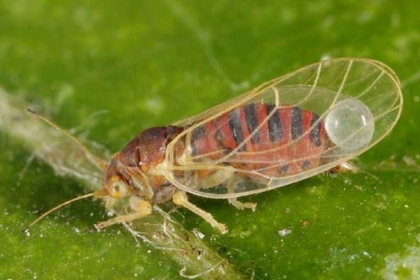 Paano malalaman kung bakit ang mga dahon ng sea buckthorn ay nagiging dilaw sa tag-araw at alisin ang sanhi ng problema