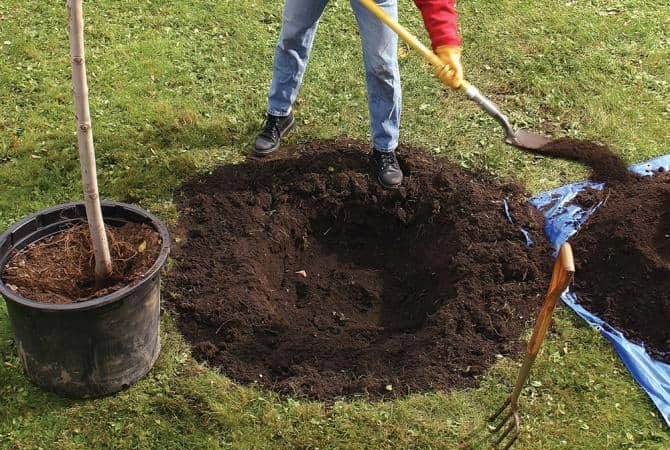 Guia passo a passo para plantar uma macieira de raiz fechada no verão