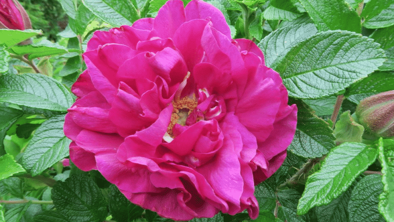 Cómo cultivar rosas moradas y qué variedades elegir.