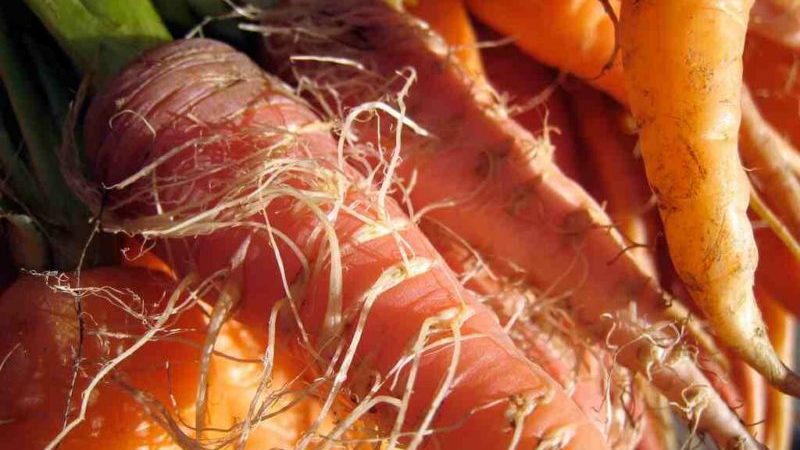 Raisons pour lesquelles les carottes sont molles dans le sol et que faire à ce sujet