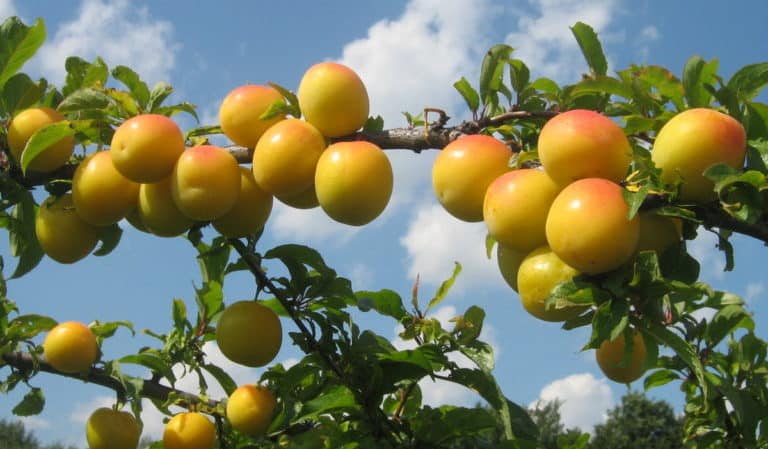 Hoe kersenpruimen correct te snoeien in de zomer: diagrammen, stappen en tips over het onderwerp