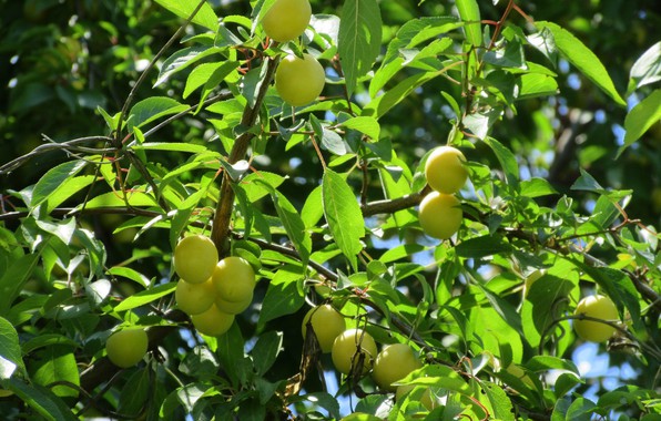 Cómo podar correctamente las ciruelas cereza en verano: diagramas, pasos y consejos sobre el tema.