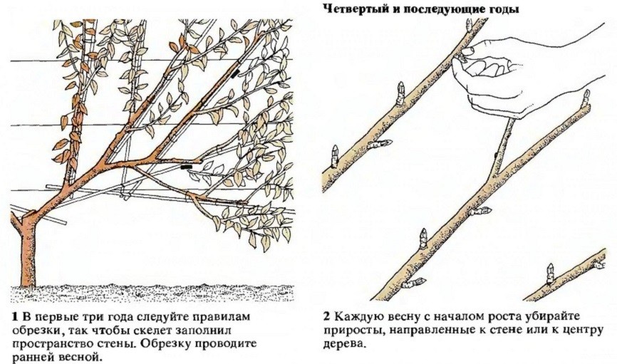 Lépésről lépésre a szilvafa nyári metszéséhez saját kezűleg