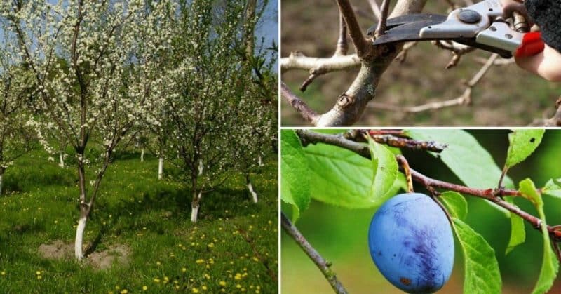 Stapsgewijze instructies voor het snoeien van een pruimenboom in de zomer met uw eigen handen