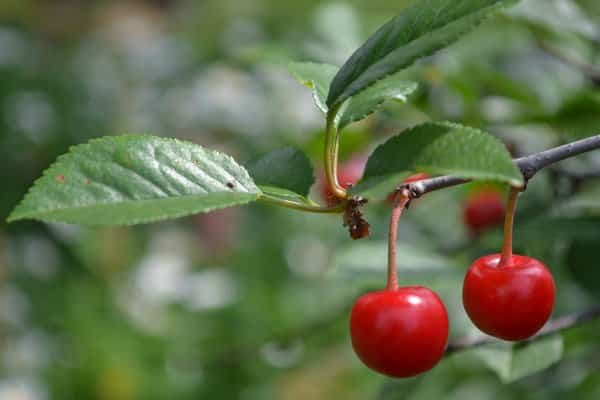 Perché è necessario potare i ciliegi in estate e come farlo correttamente