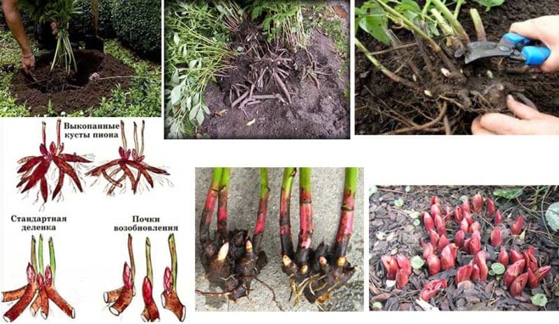 Instrucciones paso a paso para plantar peonías en el suelo en verano para jardineros principiantes.