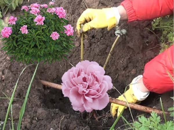 Trinn-for-trinn-instruksjoner for å plante pioner i bakken om sommeren for begynnende gartnere