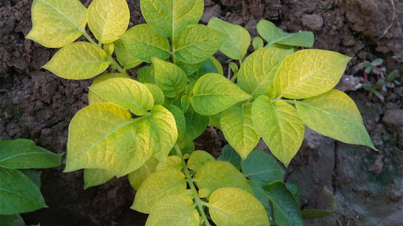 Como cortar adequadamente as pontas das batatas e por que isso é necessário