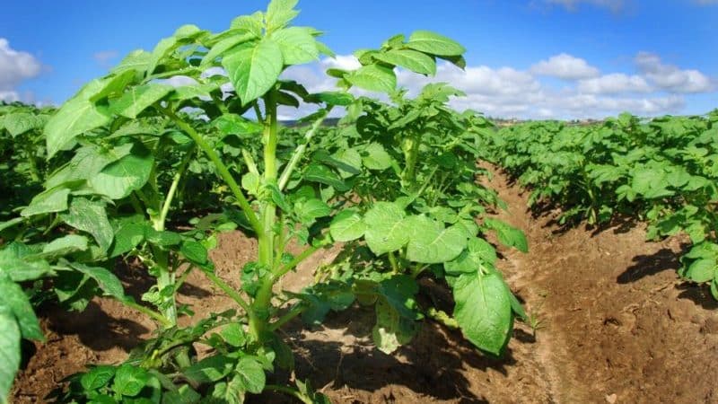 Como cortar adequadamente as pontas das batatas e por que isso é necessário