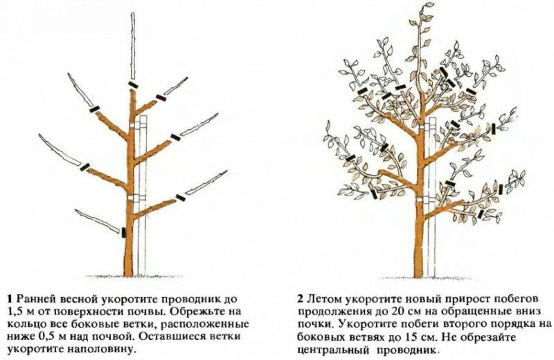 Sådan beskæres kirsebærblommer korrekt om sommeren: diagrammer, trin og tips om emnet