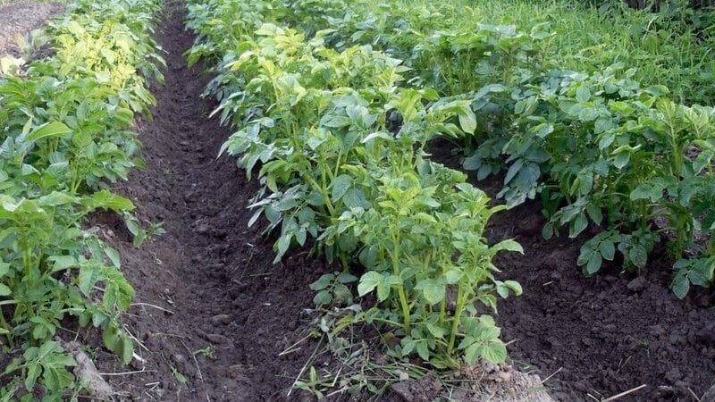 What to do if potatoes burst and crack in the ground, why does this happen?