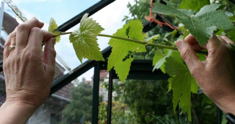 How to properly prune green young shoots of grapes in summer: diagram and step-by-step instructions