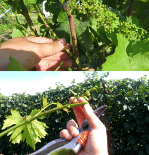 Una guía paso a paso para podar uvas en verano para viticultores principiantes