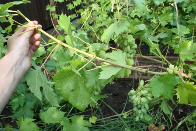 How to properly prune green young shoots of grapes in summer: diagram and step-by-step instructions