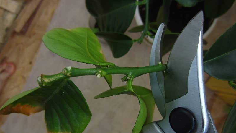 Trimming and shaping lemons at home