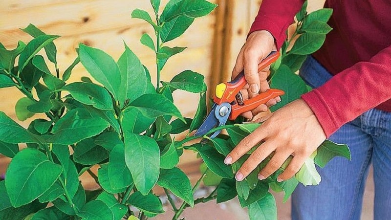 Recortar y dar forma a limones en casa.