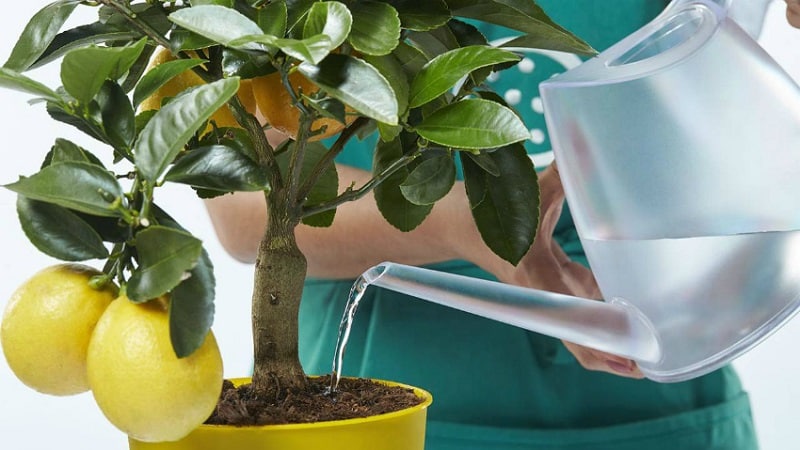 Trimming and shaping lemons at home