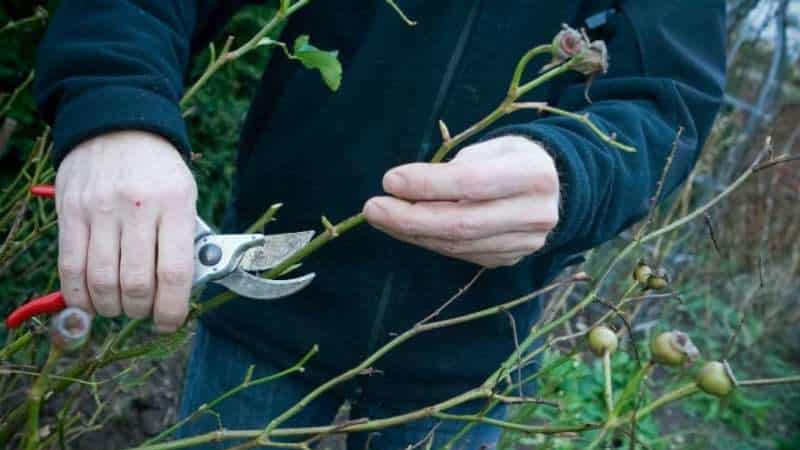 Por que é necessário podar rosas trepadeiras após a floração no verão e como fazê-lo corretamente