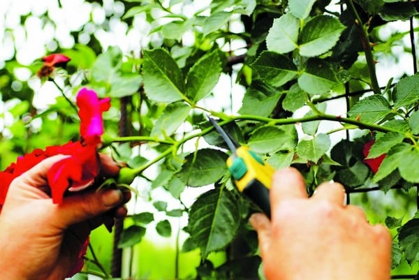 Por que é necessário podar rosas trepadeiras após a floração no verão e como fazê-lo corretamente