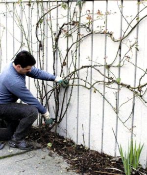 Por que é necessário podar rosas trepadeiras após a floração no verão e como fazê-lo corretamente