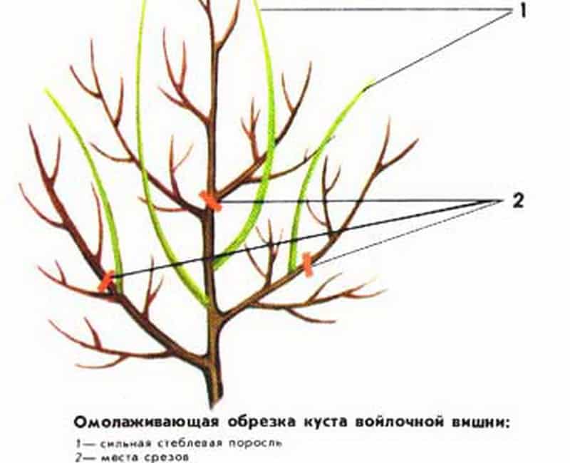 Ръководство стъпка по стъпка за подрязване на филцови черешови дървета през лятото за начинаещи.