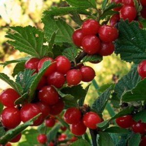 Isang step-by-step na gabay sa pruning felt cherry trees sa tag-araw para sa mga nagsisimula.