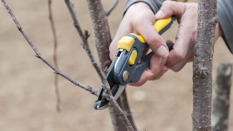 When to prune cherry trees in the fall and how to do it correctly