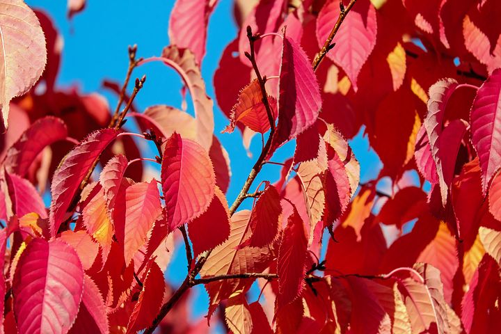 Wann man Kirschbäume im Herbst beschneidet und wie man es richtig macht