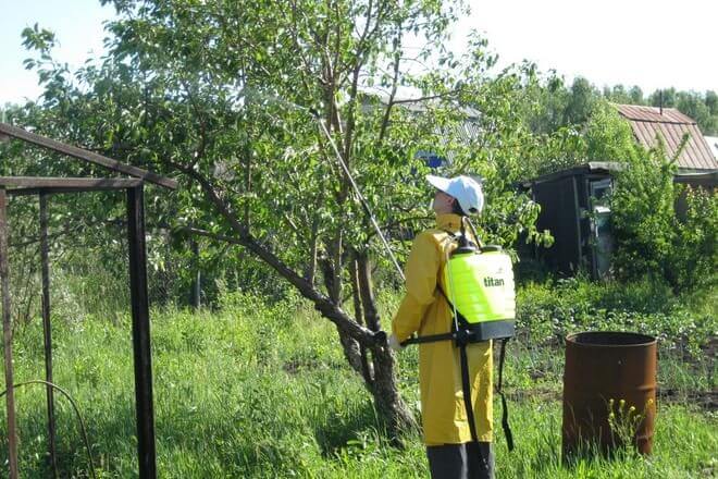 Wie und was man Apfelbäume im Sommer gegen Schädlinge besprüht