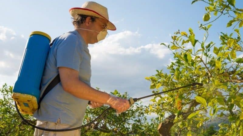 Wie und was man Apfelbäume im Sommer gegen Schädlinge besprüht