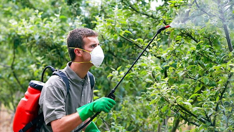 Wie und was man Apfelbäume im Sommer gegen Schädlinge besprüht