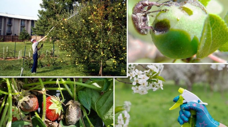 Wie und was man Apfelbäume im Sommer gegen Schädlinge besprüht