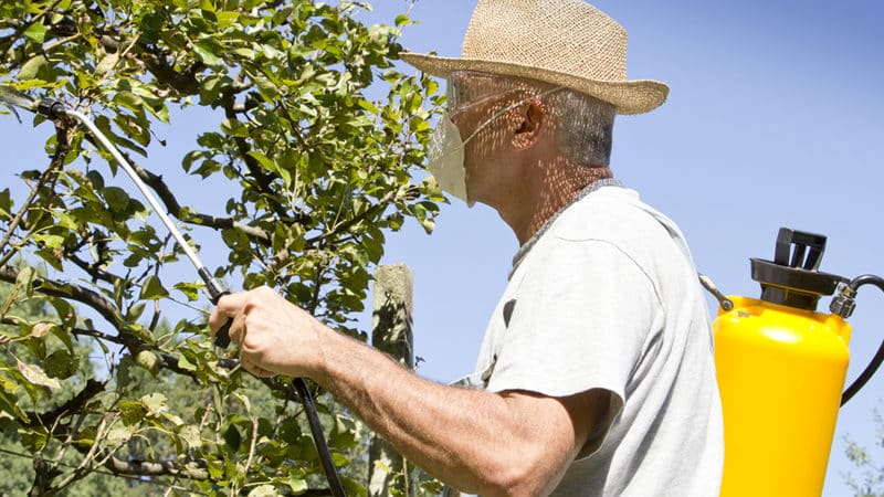 Wie und was man Apfelbäume im Sommer gegen Schädlinge besprüht