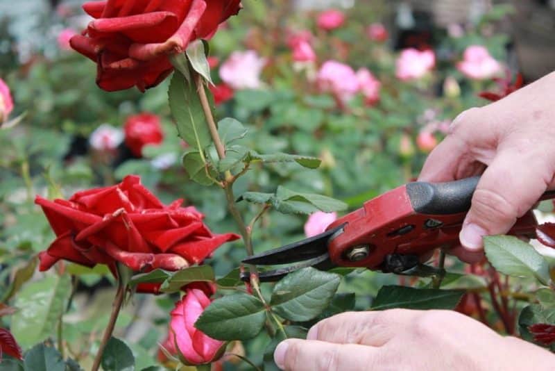 Wij verzorgen in de zomer de rozen in de tuin, zodat ze prachtig en lang bloeien