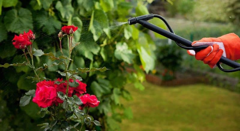 Wij verzorgen in de zomer de rozen in de tuin, zodat ze prachtig en lang bloeien