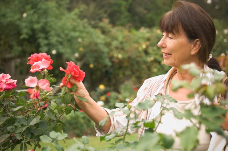 We take care of roses in the garden in the summer so that they bloom magnificently and for a long time